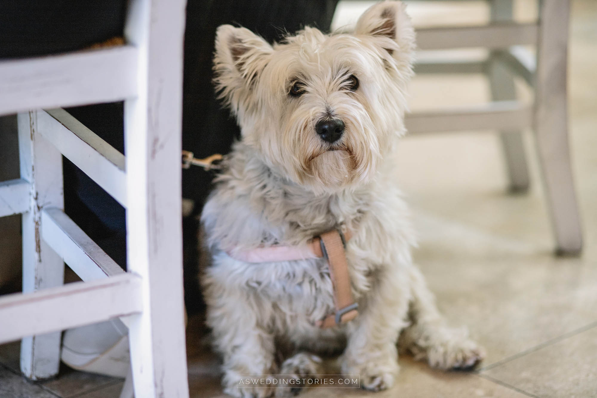 Foto  Trebaseleghe Ristorante Al Tezzon Silvia e Marco