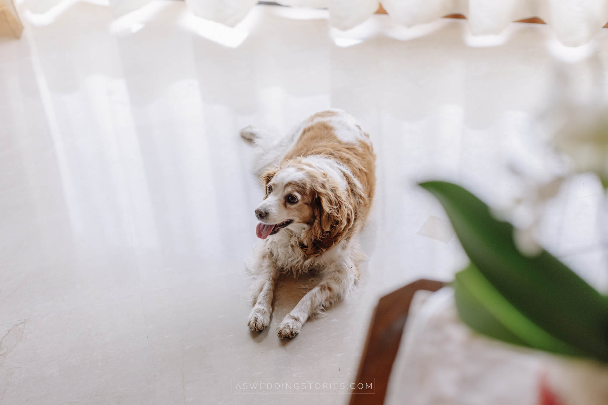 Foto  Trebaseleghe Castello San Salvatore, Susegana Elena  e Gianmarco