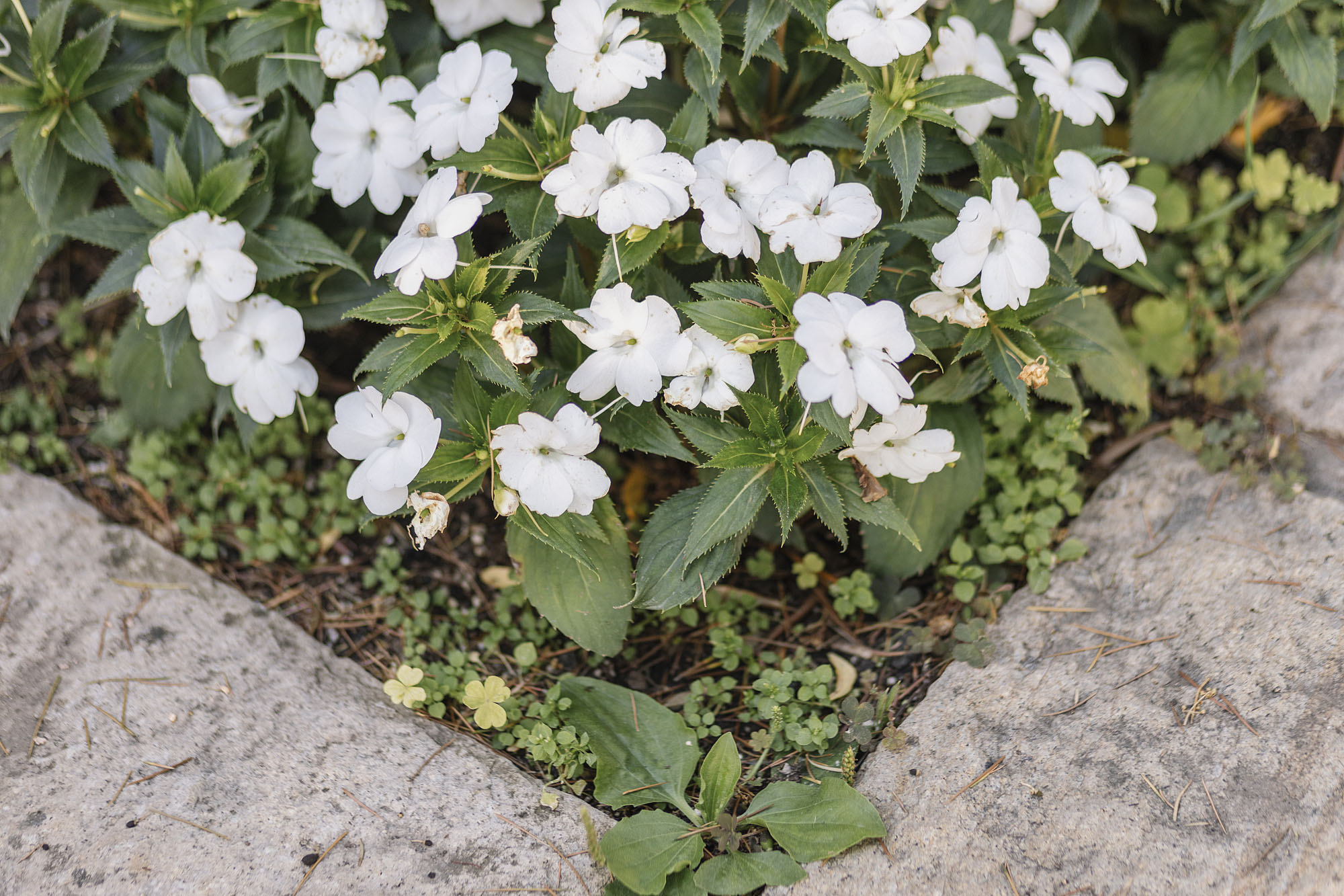 Foto  Villafranca Padova Arquà Petrarca Paola e Marco